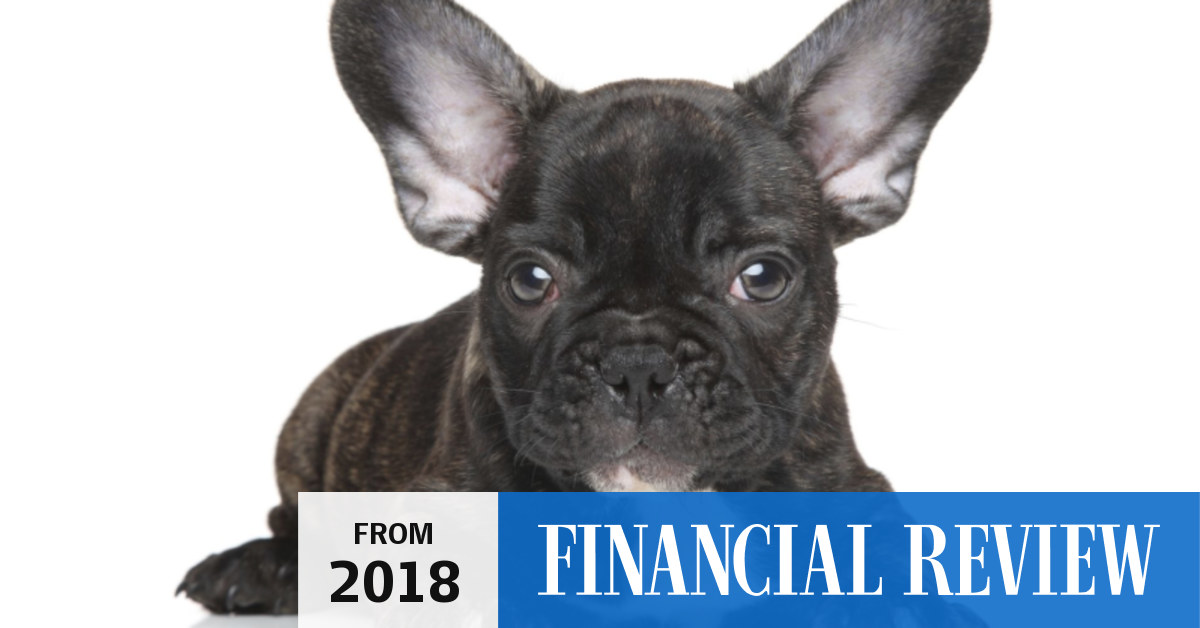 Finance sales french bulldog